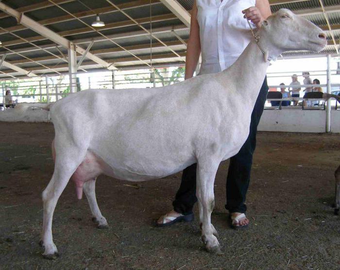 Opis rasy kóz. Koza La Mancha: zdjęcie
