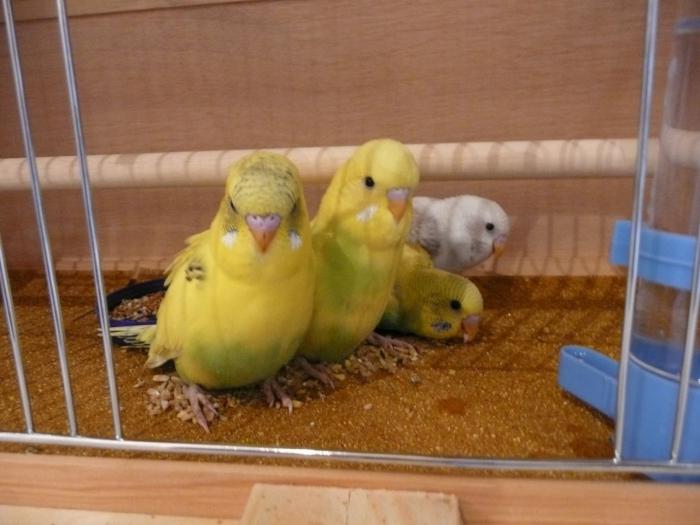 Zwierzęta domowe: falująca papuga - pielęgnacja i pielęgnacja