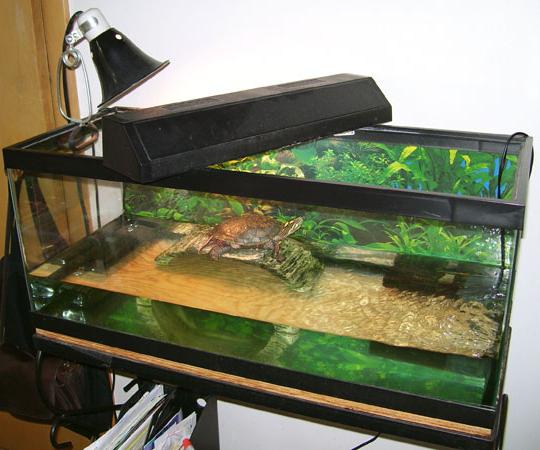 Co powinno akwarium dla żółwi