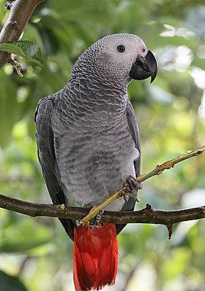 Jak długo papuga żyje w niewoli?