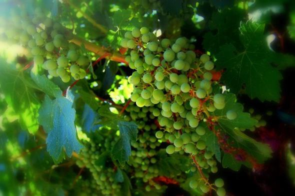 Augustyn - winogrona z cennych odmian