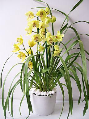 orchidea cichbidium w domu