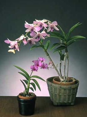 Dendrobium: opieka. Co robić, gdy kwitnie orchidea?