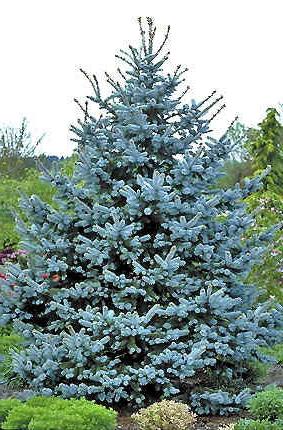 Blue spruce: sadzenie i pielęgnacja