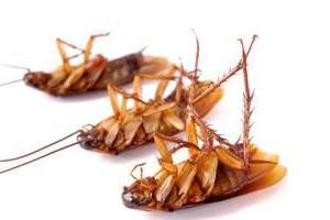 Jak radzić sobie z karaluchami w środkach zaradczych? Dobra rada