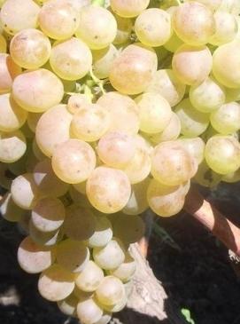 Winogrona winogronowe - jedna z najlepszych odmian stołowych jagód winnych