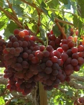 Rosyjskie wczesne winogrona - jedna z najlepszych odmian winogron stołowych