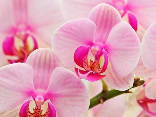Orchidea - energetyczny wampir, lub skąd pochodzą giętarki?