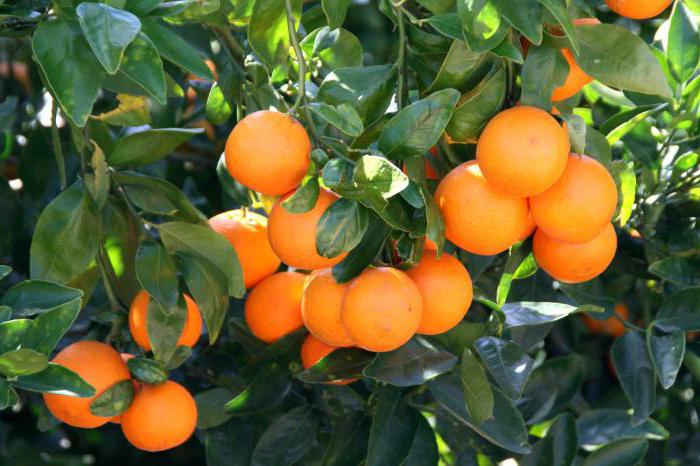 witaminy zawarte w mandarynkach