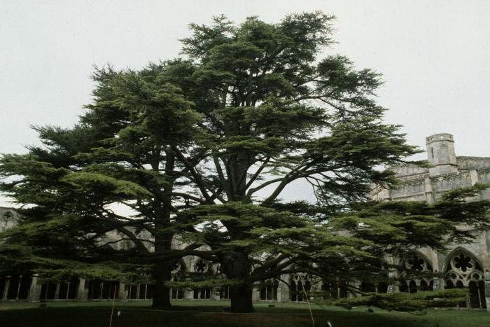 Herb Libanu. Jakie drzewo jest przedstawione na ramionach Libanu?