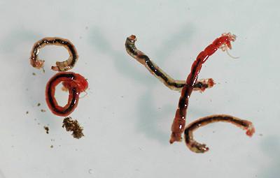 Bloodworm - czyje larwy? Rozwój przynęty