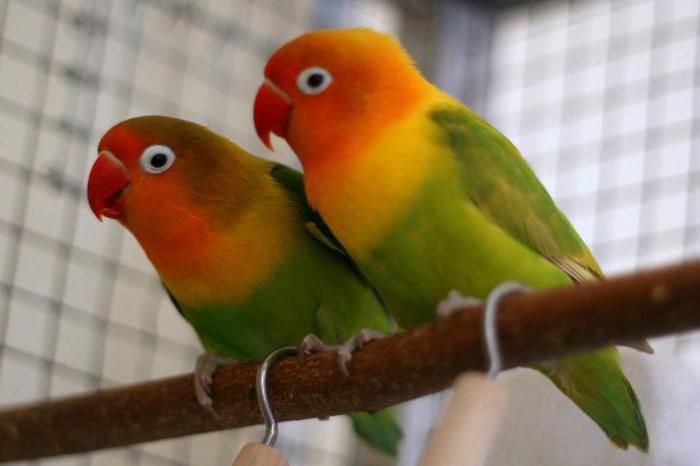 Rodzaje papug: zdjęcie, imię. Jak określić typ papugi?
