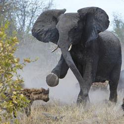 Wildlife: dlaczego słoń potrzebuje tułowia?